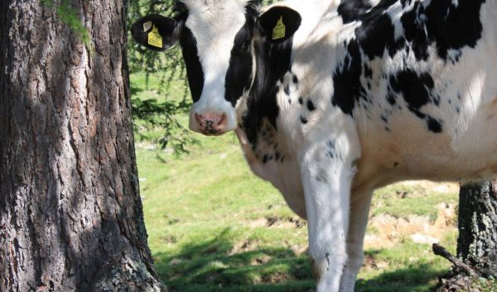 Bergalm - St. Koloman - Tennengau