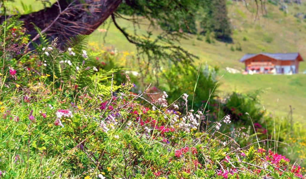 Haibenalm - St. Johann im Pongau - Salzburger Sportwelt