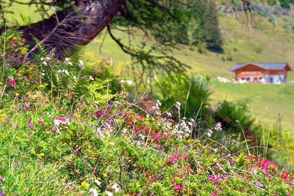 Haibenalm - St. Johann im Pongau - Salzburger Sportwelt