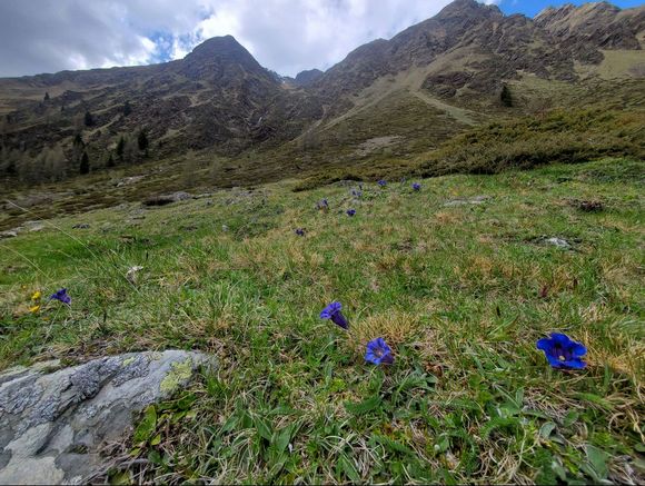 Almhütte Thaletalm - Innervillgraten - Osttirol