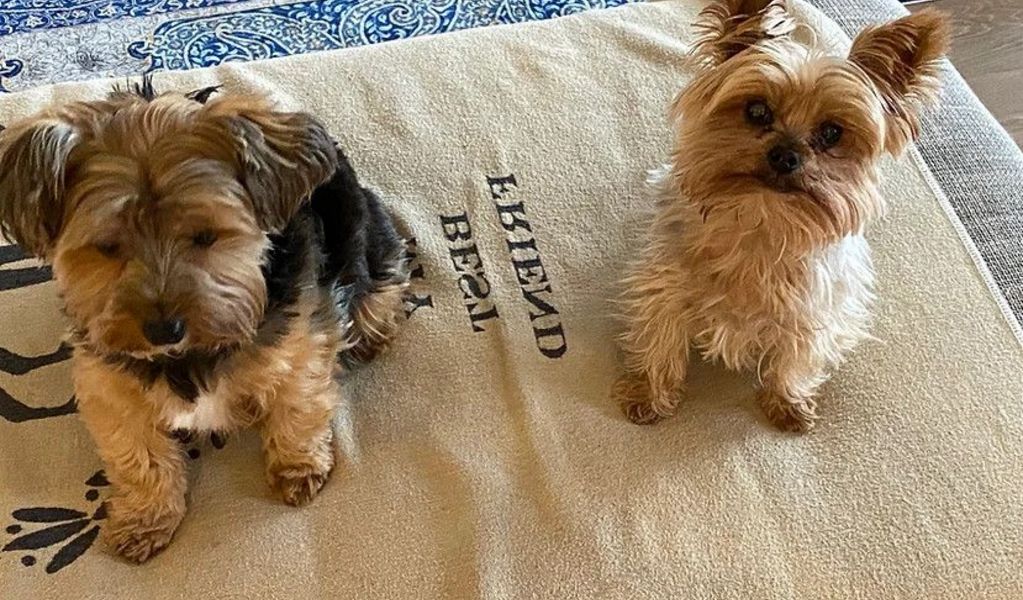 Haus am Fischteich - St. Michael ob Bleiburg - Carnica Region Rosental