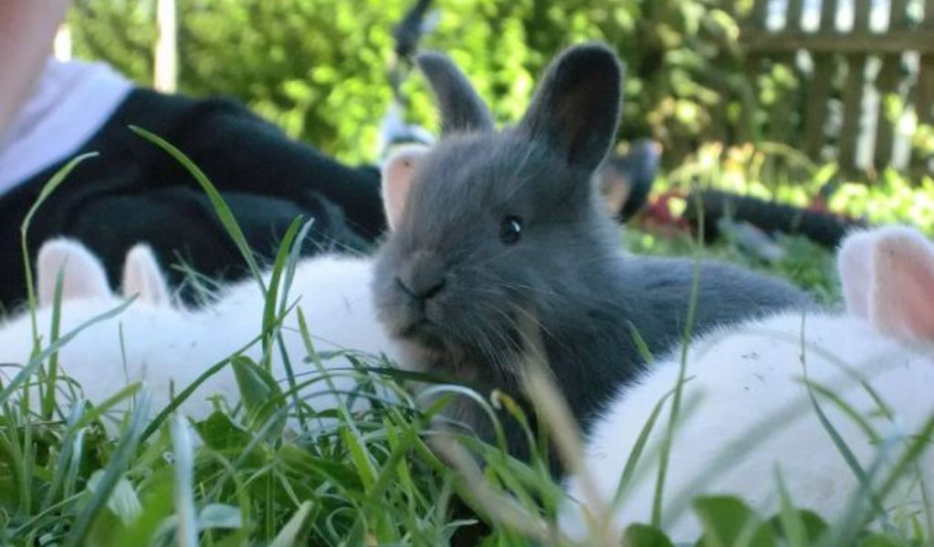 Moarhof - Alm - Kiens - Dolomiten