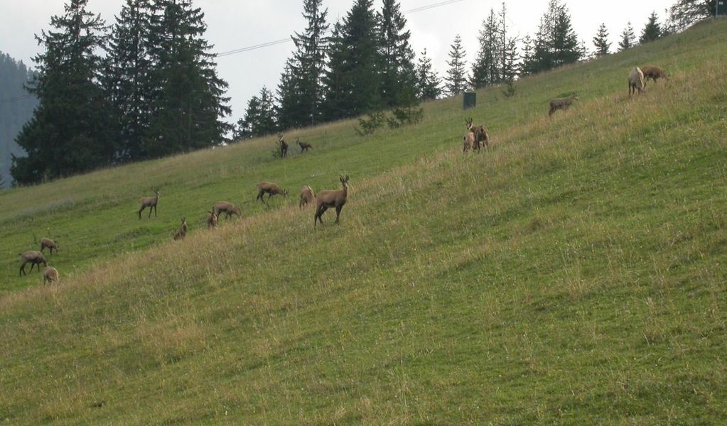 Gföllalm - Achenkirch - Achensee