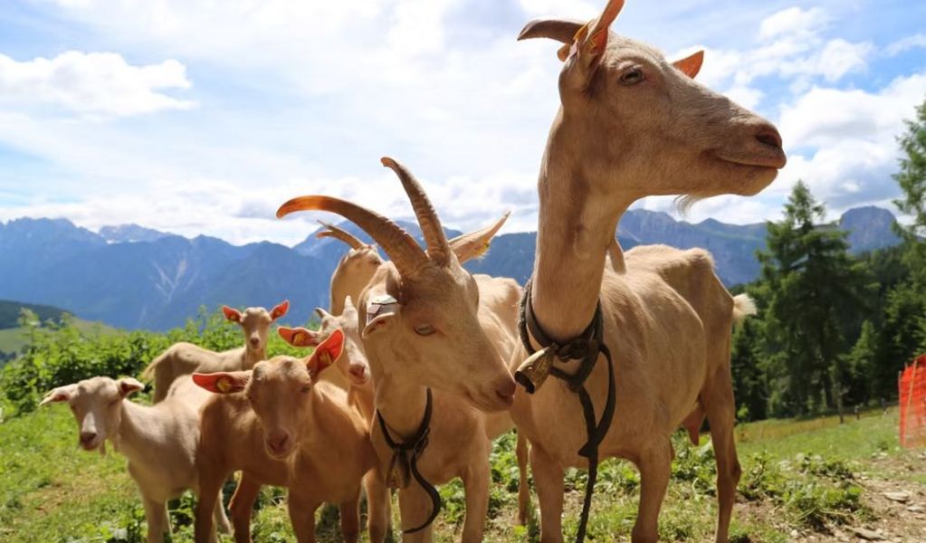 Almhütte Schmidin - Anras - Osttirol