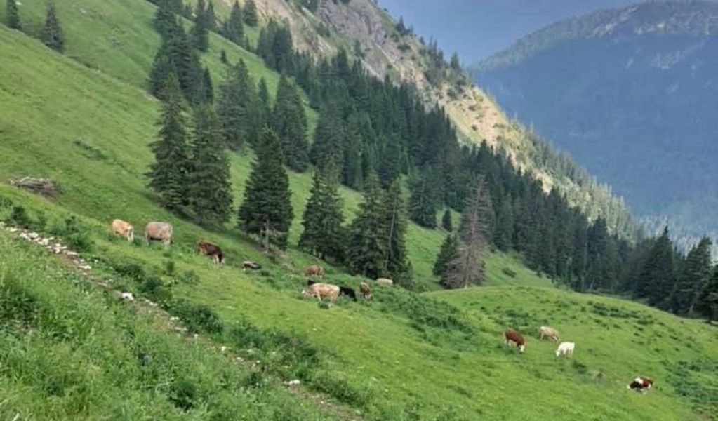 Gräner Ödenalpe - Nesselwängle - Tannheimer Tal